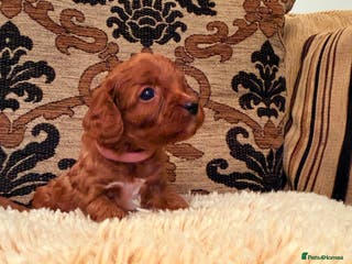 Cavapoo dogs *Stunning Ruby Red F1 Cavapoo Puppies For Sale* - Advert 1