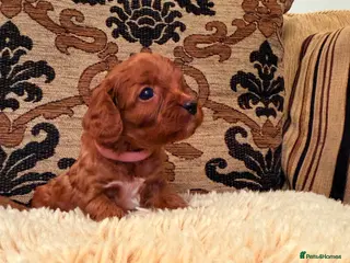 Cavapoo dogs *Stunning Ruby Red F1 Cavapoo Puppies For Sale* - Advert 18