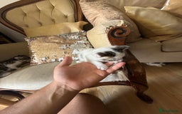 Mixed Breed cats for sale: FREE KITTENS ready 4home💖2 kittens open to offers - Image 10