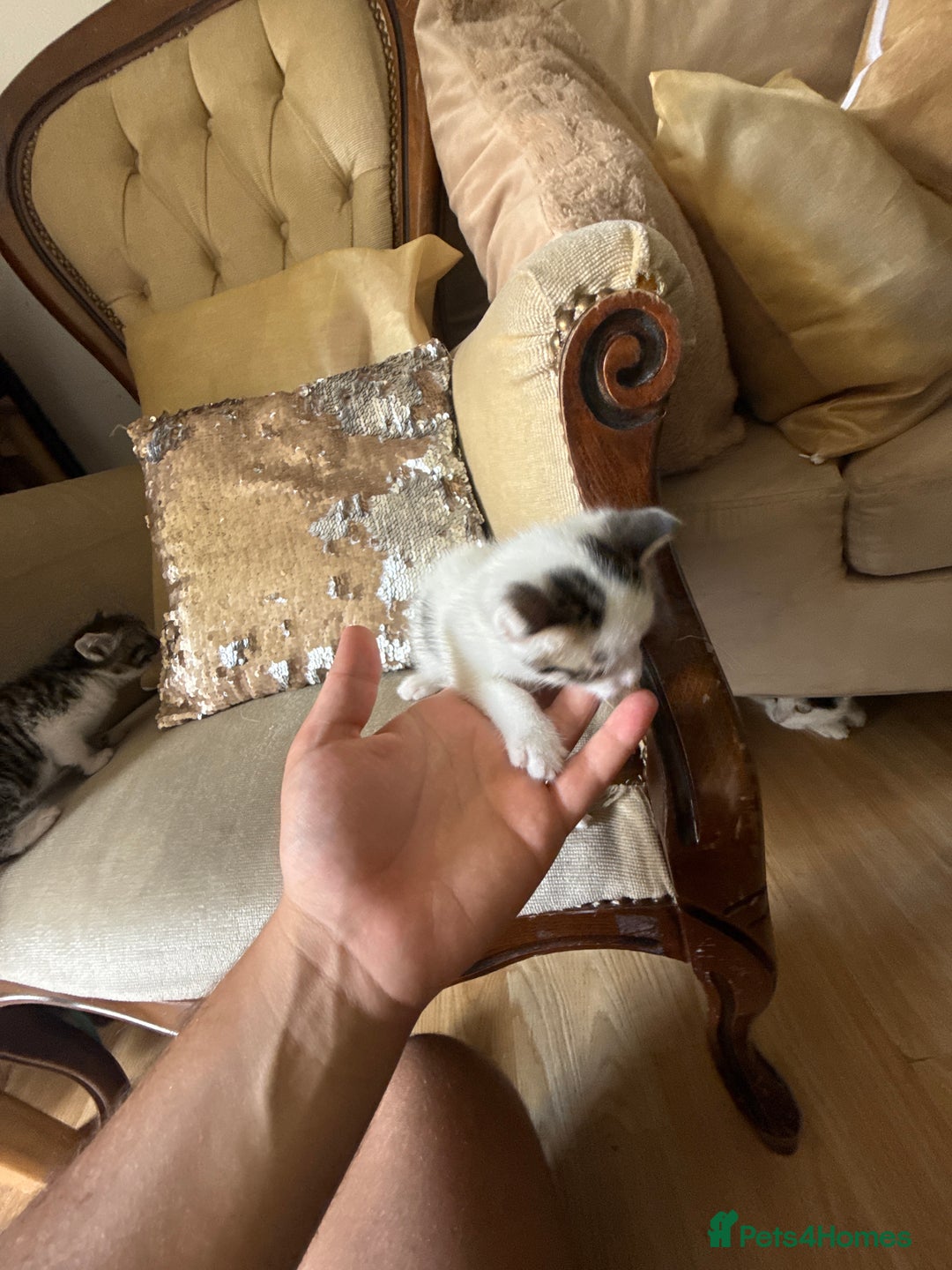 Mixed Breed cats for sale: FREE KITTENS ready 4home💖2 kittens open to offers - Image 10