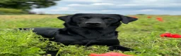 Labrador Retriever dogs for stud: KC registered Fully Health Tested Stud - Advert 3