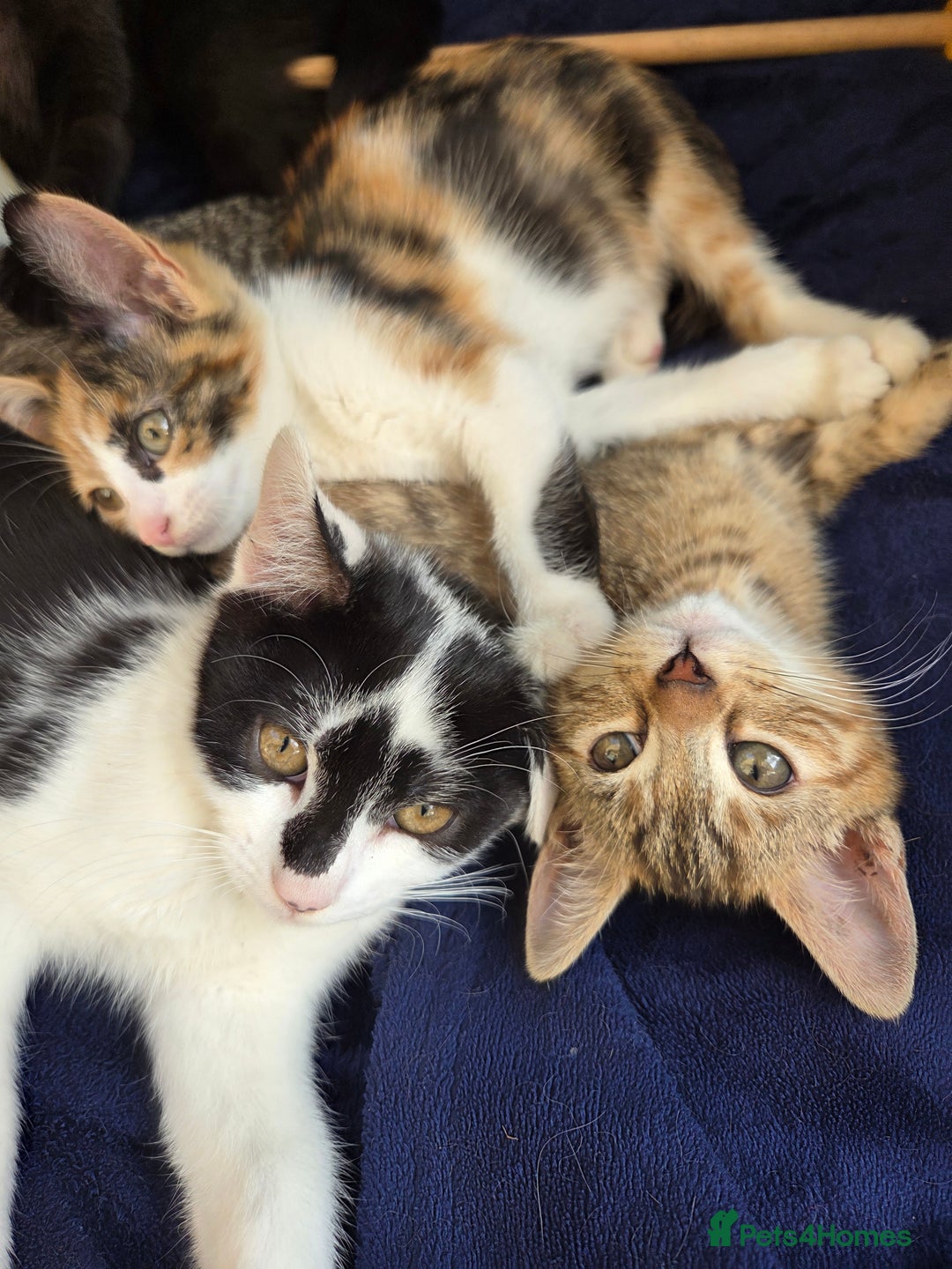 American Shorthair cats for sale: Beautiful 10 Weeks Old Kittens - Image 7