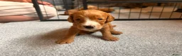 Cockapoo dogs for sale: Beautiful F1 cockapoos in Cranleigh - Advert 17