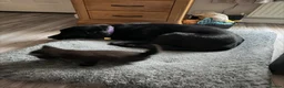 British Shorthair cats for sale: Gccf British shorthair kittens  - Advert 9