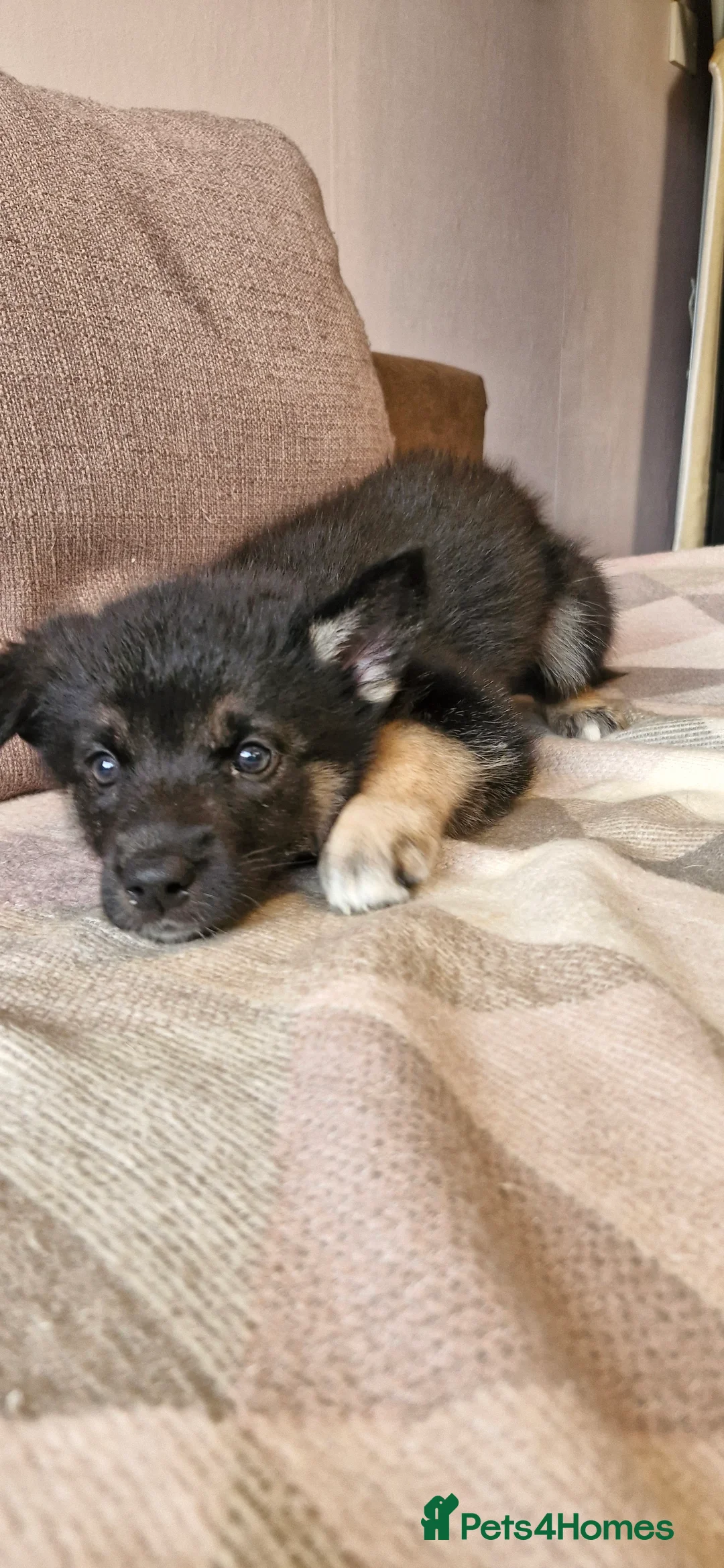 Mixed Breed dogs for sale: German sheperd Malamute  - Advert 13