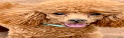 Toy Poodle dogs for sale: Loving Home Wanted for Toy Poodle Callie - Advert 3