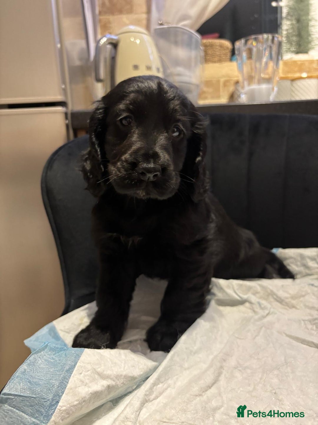 Cocker Spaniel dogs for sale: Show type cocker spaniels  - Advert 1