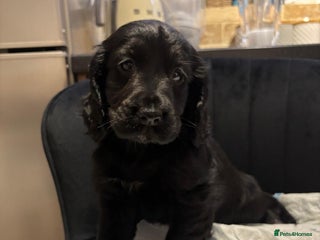 Cocker Spaniel dogs Show type cocker spaniels - Advert 5