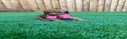 Cockapoo dogs for sale: 🐾 Adorable F1BB Teddy bear toy cockapoos 🐾 - Advert 13