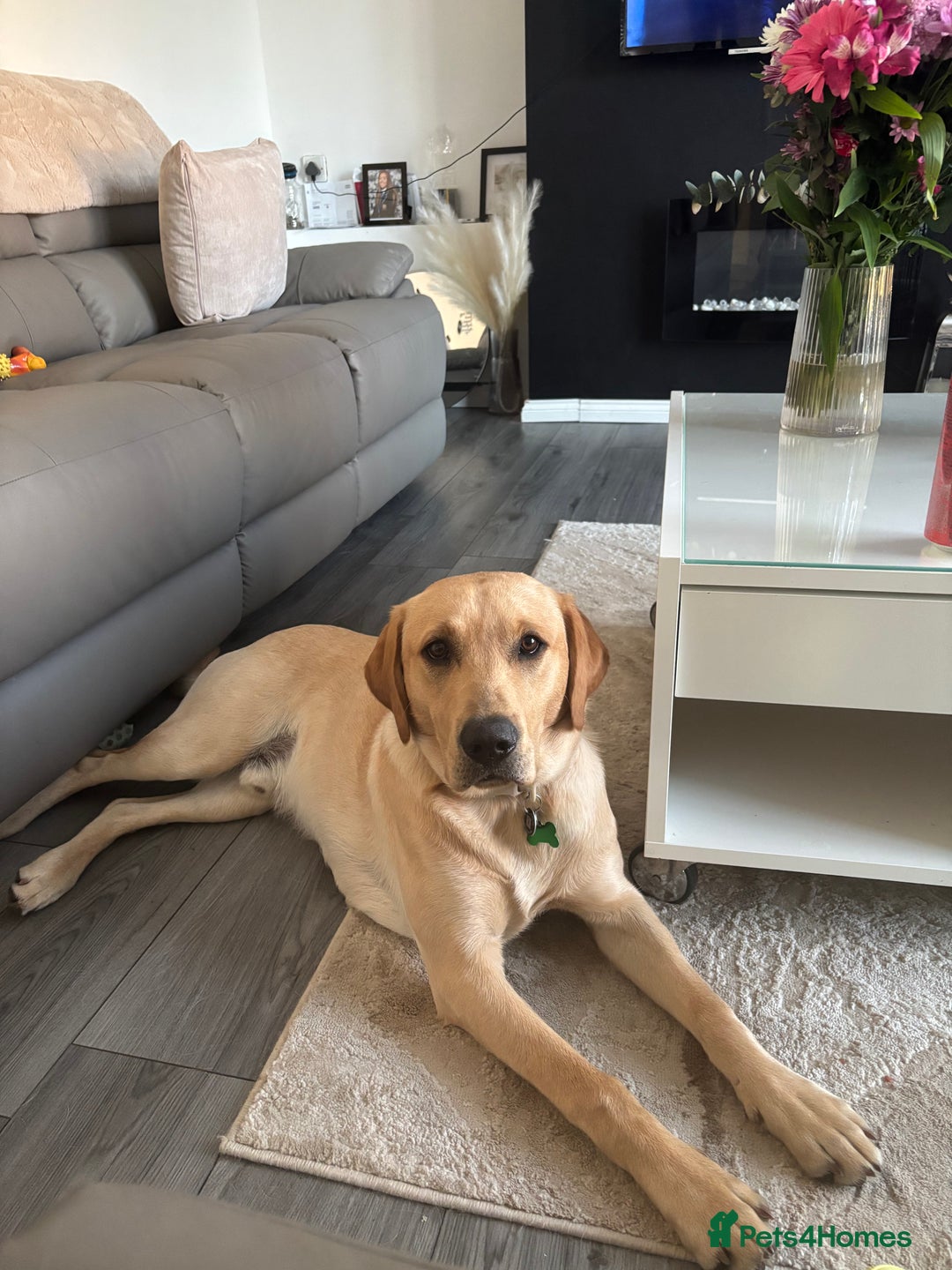 Labrador Retriever dogs for stud: Golden Labrador retriever for stud  - Image 5