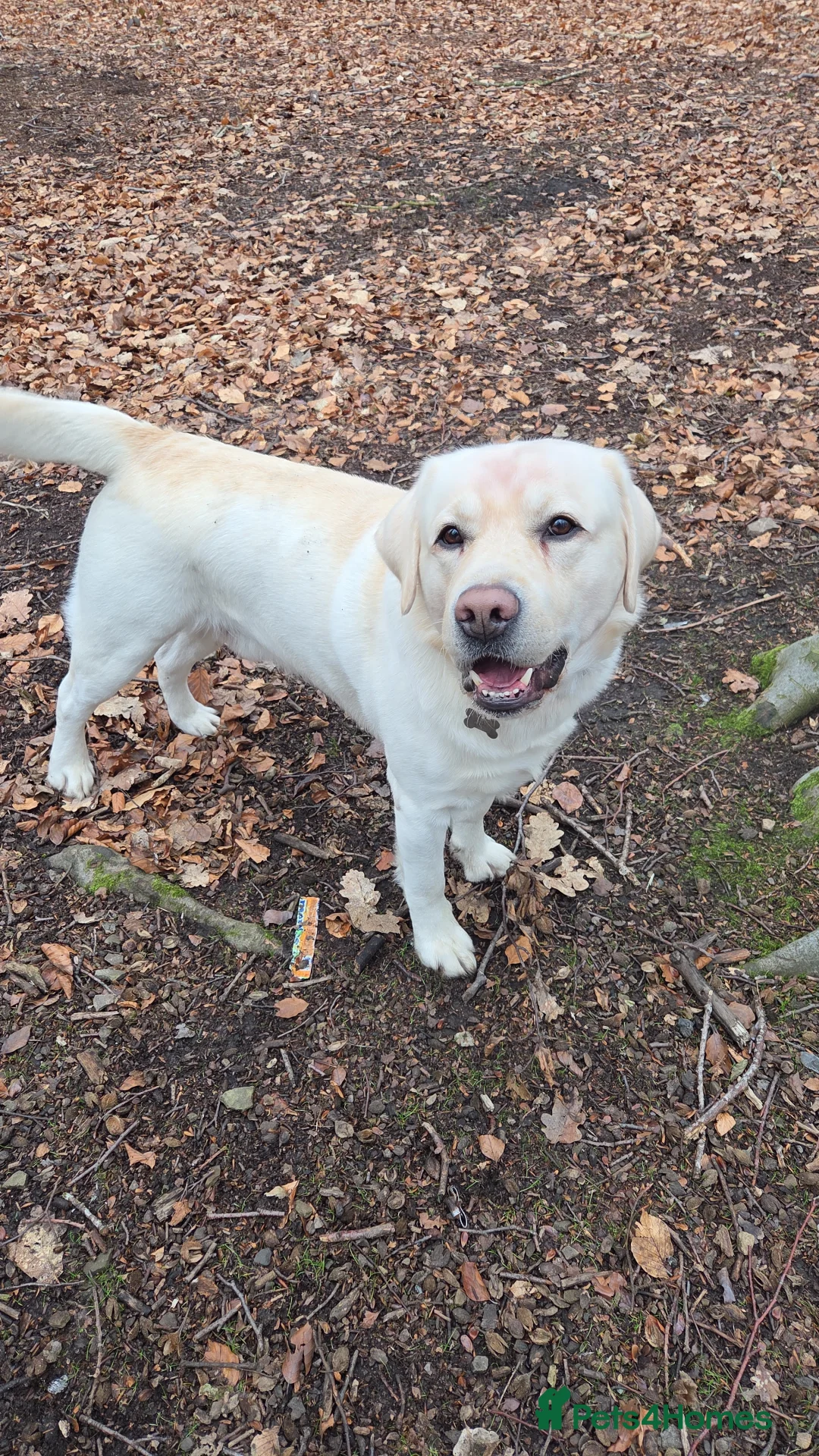 Labrador Retriever dogs for stud: Stunning Labrador, Champion Lines, Discounted Fee in Huddersfield - Advert 32