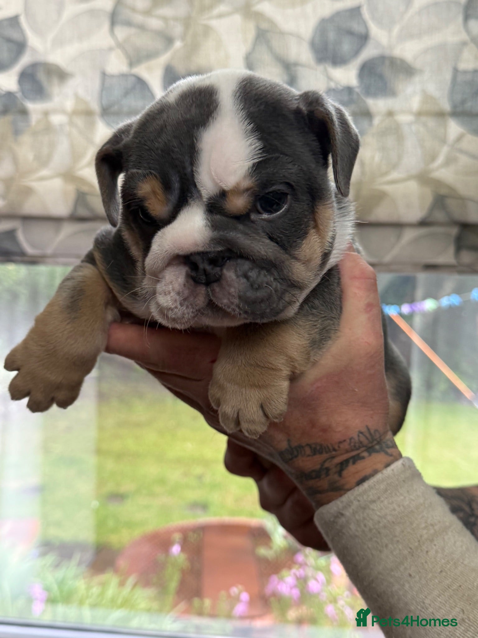 English Bulldog dogs English Bulldog  - Advert 1