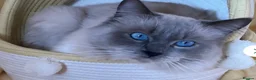 Ragdoll cats for sale: Blue Point Ragdoll Kittens Champion Bloodline - Advert 13
