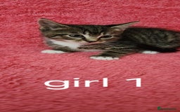 European cats for sale: Kitten  - Image 10