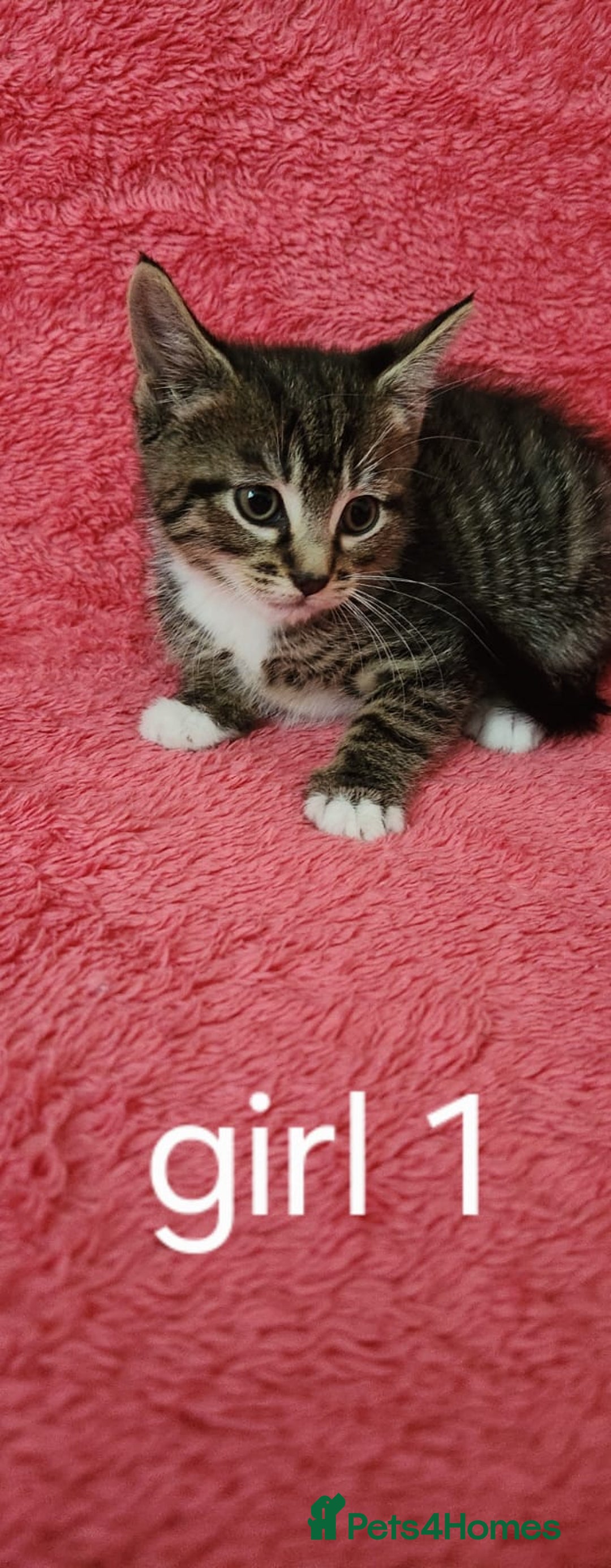 European cats for sale: Kitten  - Image 10