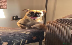 Dorset Olde Tyme Bulldogge dogs for sale: Olde tyme bulldogge puppies - Image 5