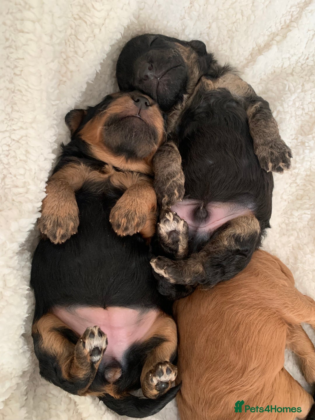 Cockapoo dogs for sale: F1b Cockapoo Puppies  - Advert 9