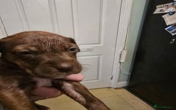 Mixed Breed dogs for sale: Bullmastiff x staff puppies - Image 6