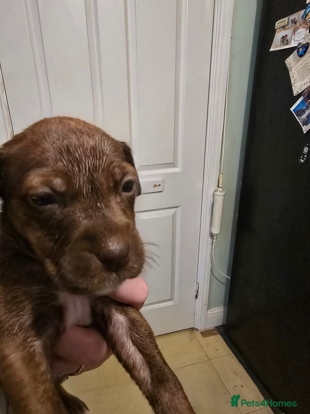 Mixed Breed dogs for sale: Bullmastiff x staff puppies - Image 6