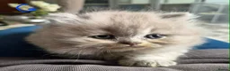 British Longhair cats for sale: LAST ONE! HEALTH TESTED LILAC BRITISH LONGHAIR - Advert 10