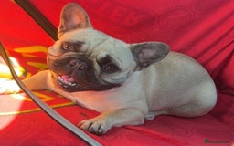 French Bulldog dogs for sale: French bulldog 12 months old  - Image 2