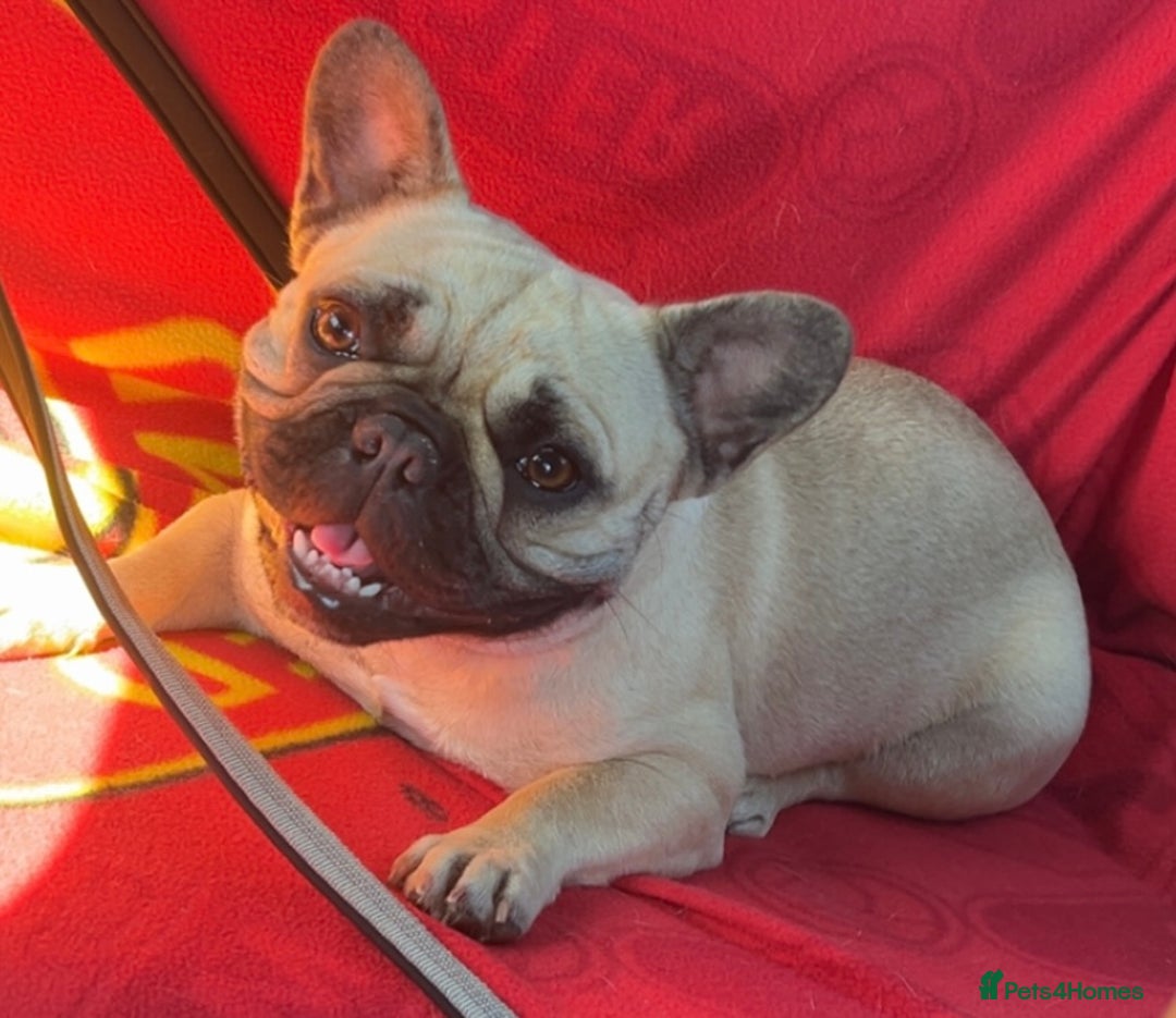 French Bulldog dogs for sale: French bulldog 12 months old  - Image 2