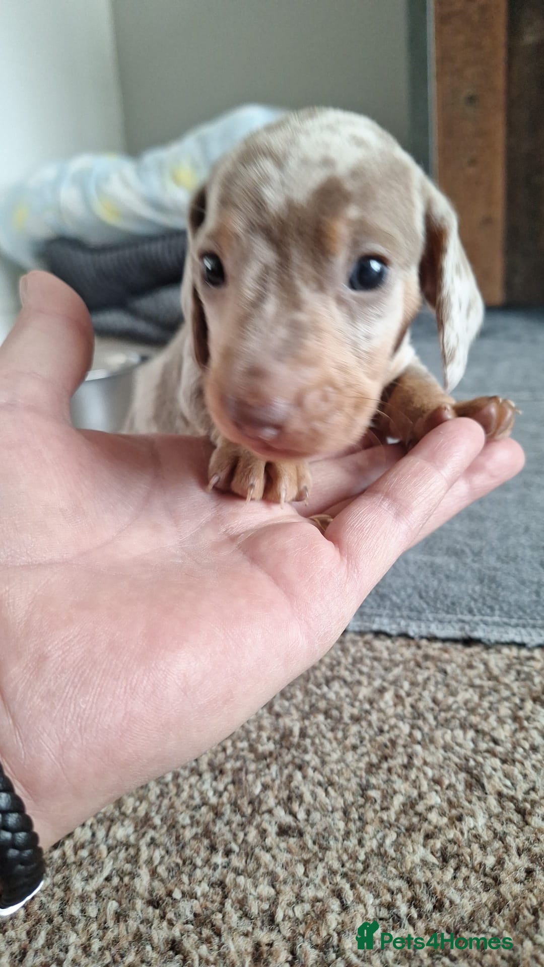 Miniature Dachshund dogs Outstanding KC Reg Mini Dachshund Puppies   - Advert 2