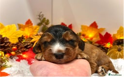 Cockapoo dogs for sale: 🌟Rare Reverse F1B Sable🌟DNA CLEAR Mini Cockapoos - Image 4