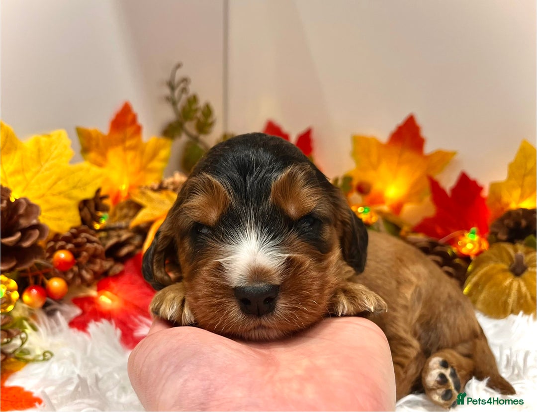 Cockapoo dogs for sale: 🌟Rare Reverse F1B Sable🌟DNA CLEAR Mini Cockapoos - Image 4