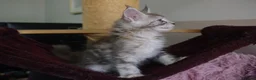 Maine Coon cats for sale: 6 pedigree Mainecoon kittens  - Advert 25