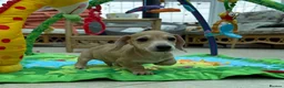 Miniature Dachshund dogs for sale: Minature dachshund ready now - Advert 17