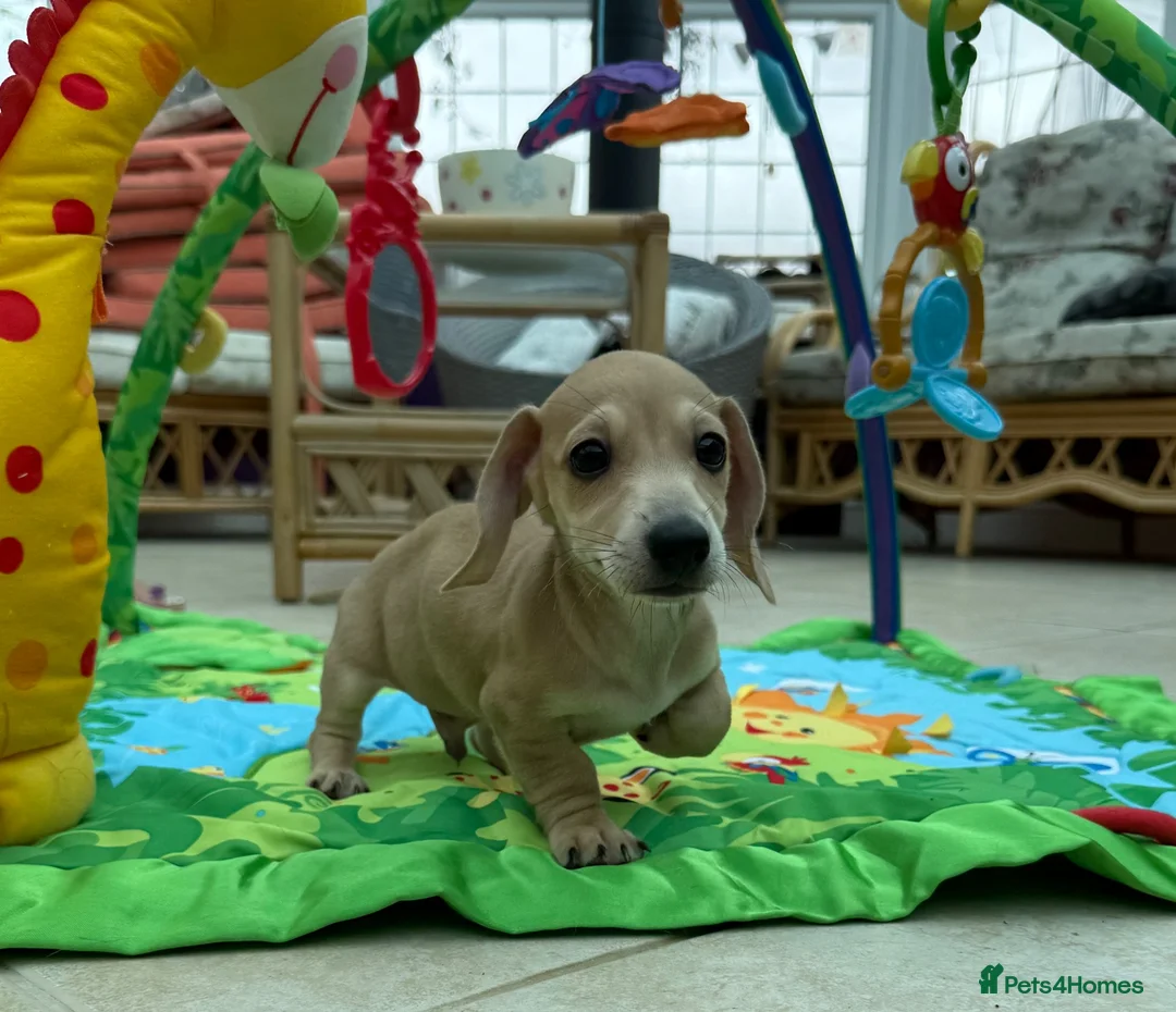 Miniature Dachshund dogs for sale: Minature dachshund ready now - Advert 17