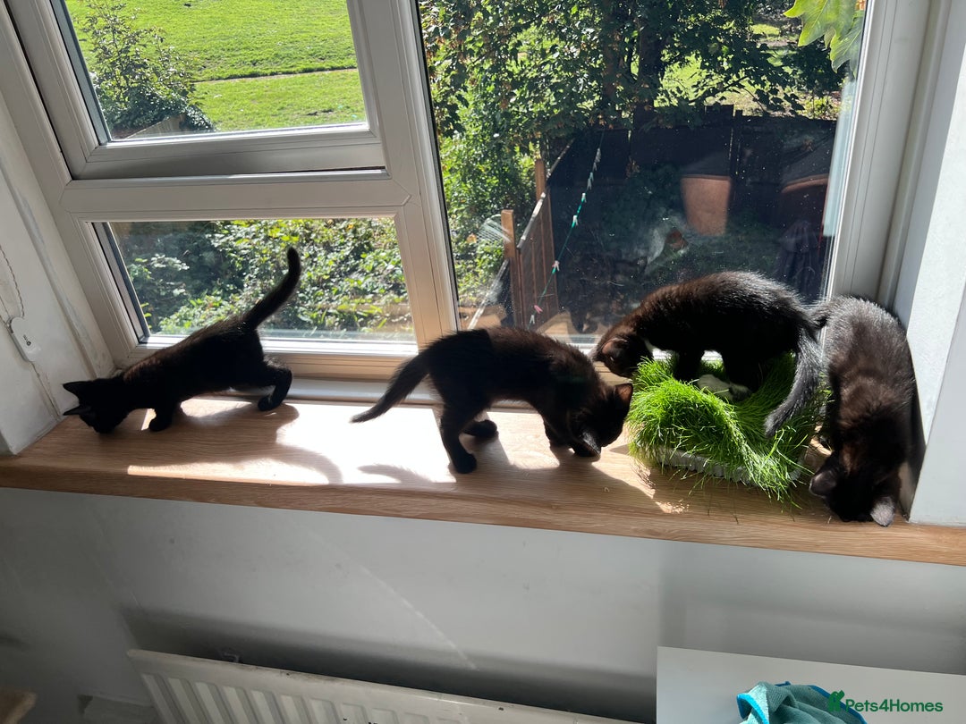 Mixed Breed cats for sale: 3 Female Ghost Tabby’s For Sale - Image 6