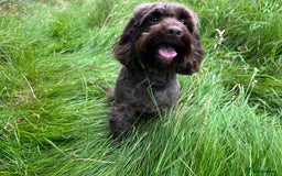 Cockapoo dogs for sale: Cockapoo female  - Image 1