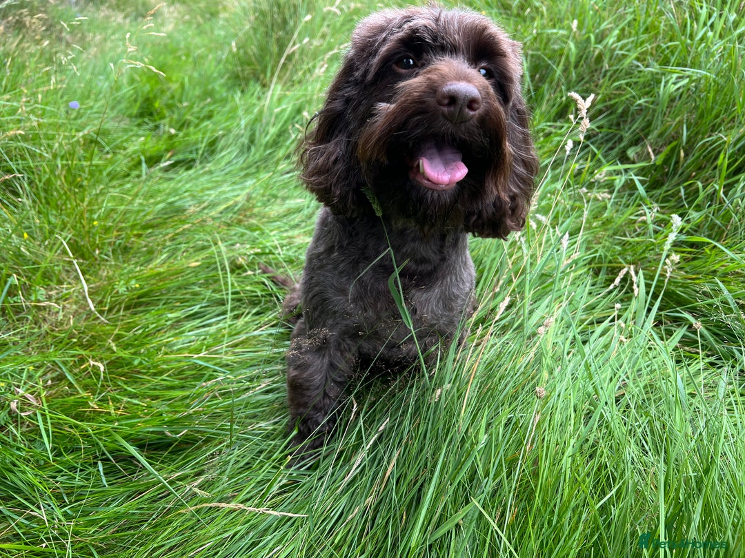 Cockapoo dogs for sale: Cockapoo female  - Image 1