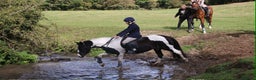 Other Breed horses for sale: Lady athena - Advert 9