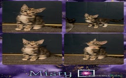 Mixed Breed cats for sale: 4 Kittens looking for their forever homes 🏠  - Image 5