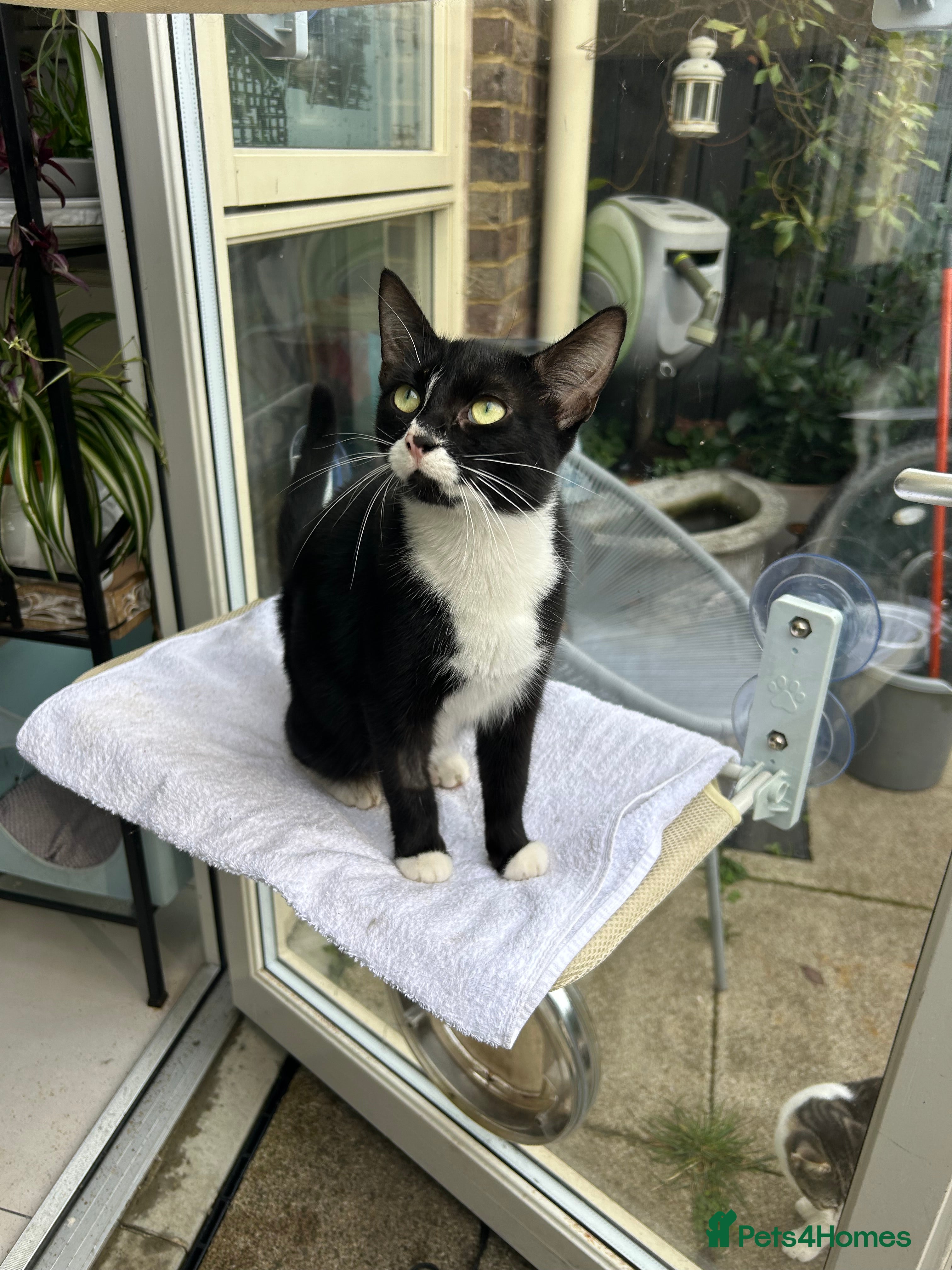 British Shorthair cats Two boys for the price of one! - Advert 4