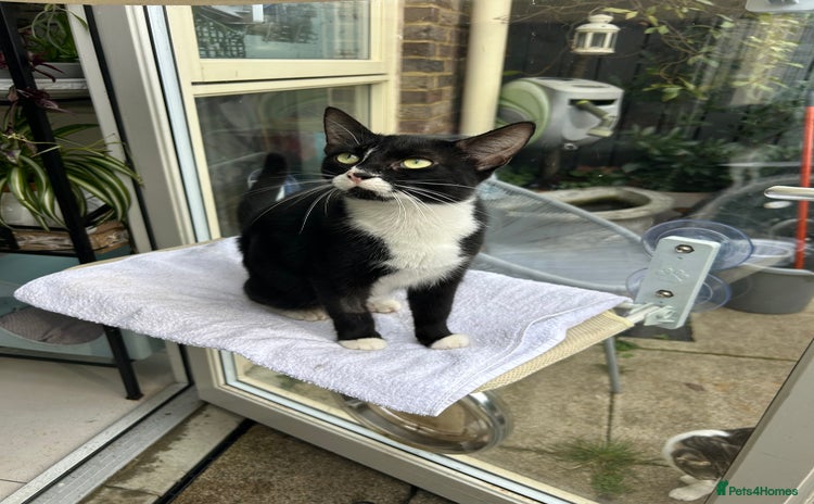 British Shorthair cats Two boys ready for a new family home.  - Advert 1