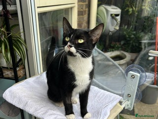 British Shorthair cats Two boys ready for a new family home. - Advert 1