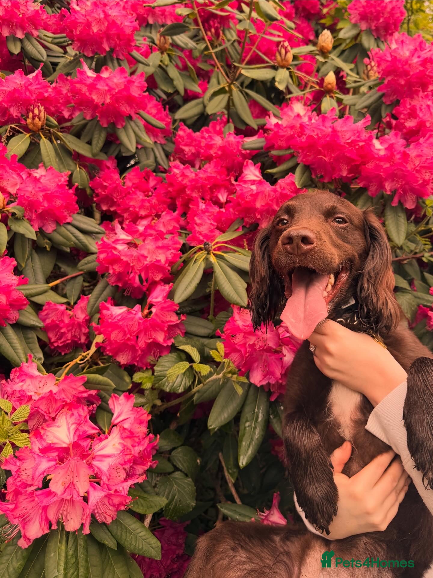 Sprocker dogs Beautiful chocolate sprocker spaniel for stud! - Advert 2