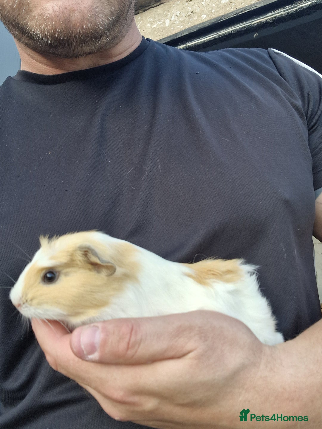 Guinea Pig rodents for sale: 2 female and 5 male guinea pigs available  - Image 3