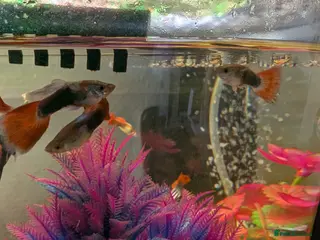 Live Bearers fish Male Guppies - Advert 5