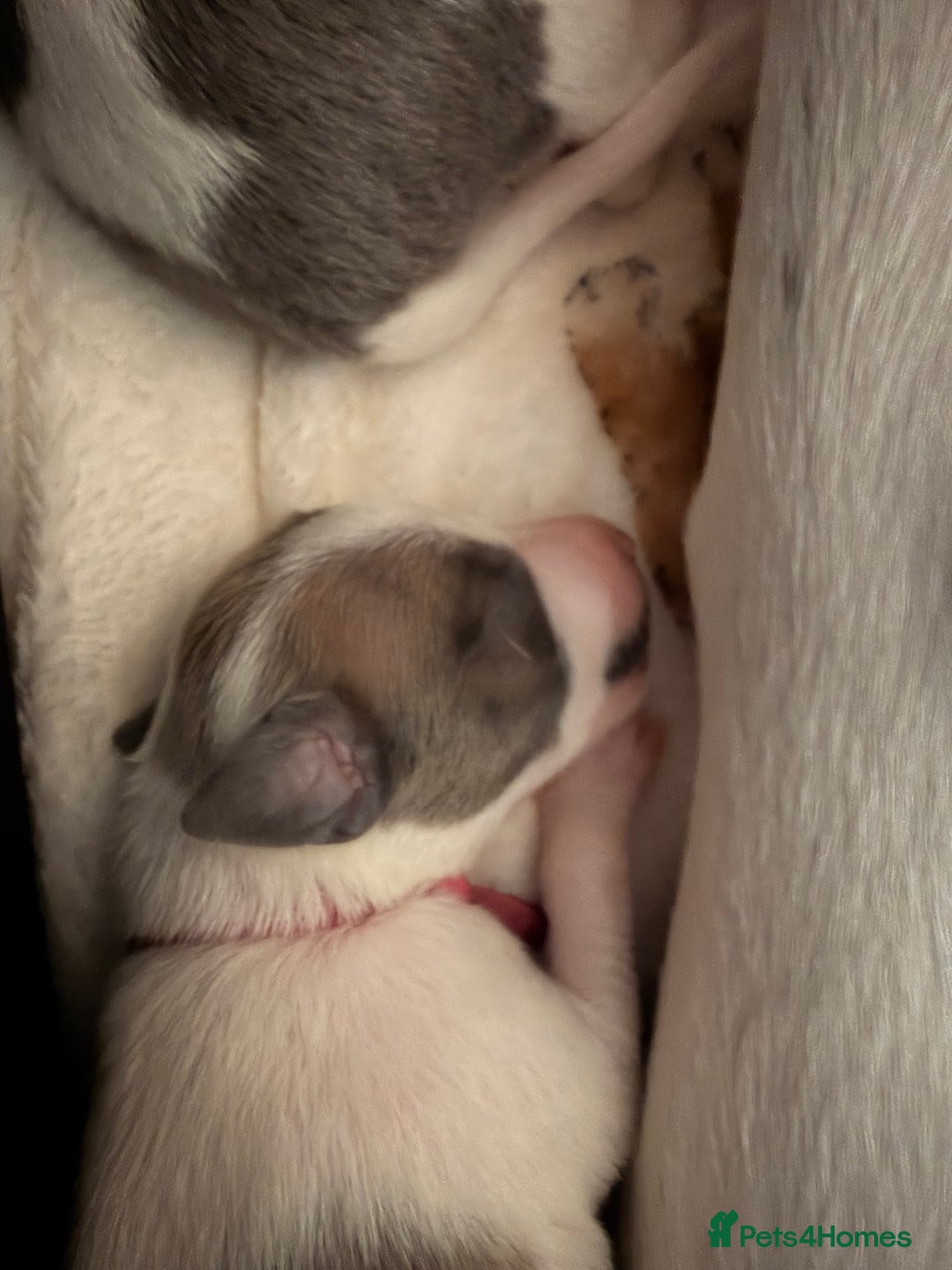 Whippet dogs for sale: Whippets  - Advert 8