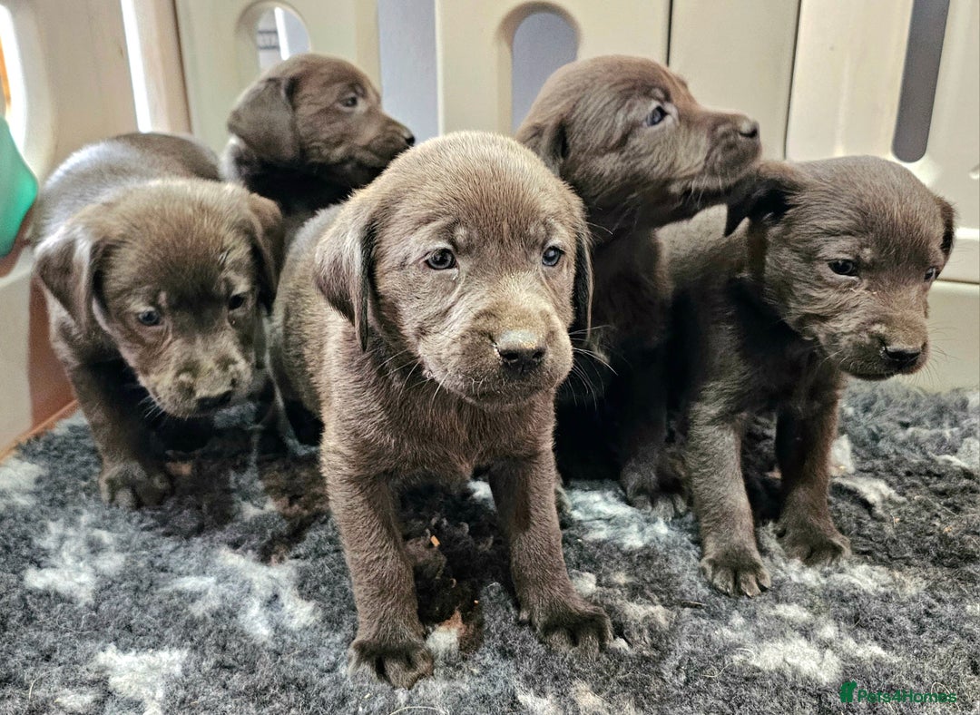 Labrador Retriever dogs for sale: THE LAST 4 KC HEALTH TESTED LABS READY TO NOW.  - Image 23