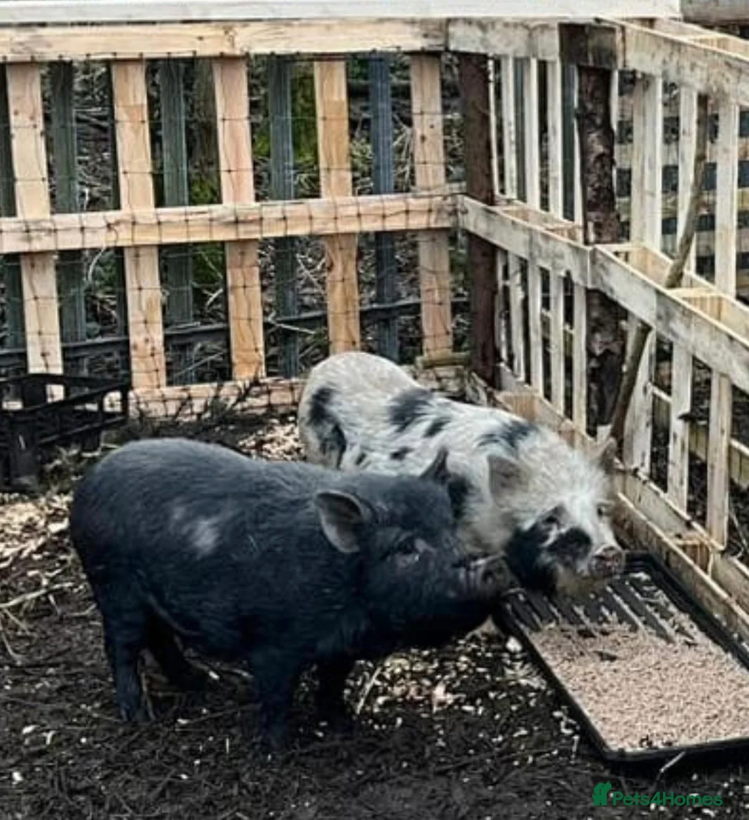 Pig livestock for sale: Juliana cross Kunekune - Advert 1