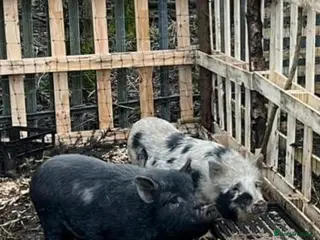 Pig livestock Juliana cross Kunekune - Advert 10