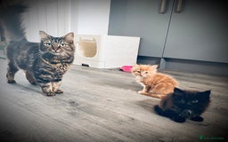 British Longhair cats for sale: 4 gorgeous fluffy kittens - Image 5