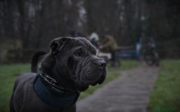 Shar Pei dogs for stud: Cane corso x shar pei - Image 4