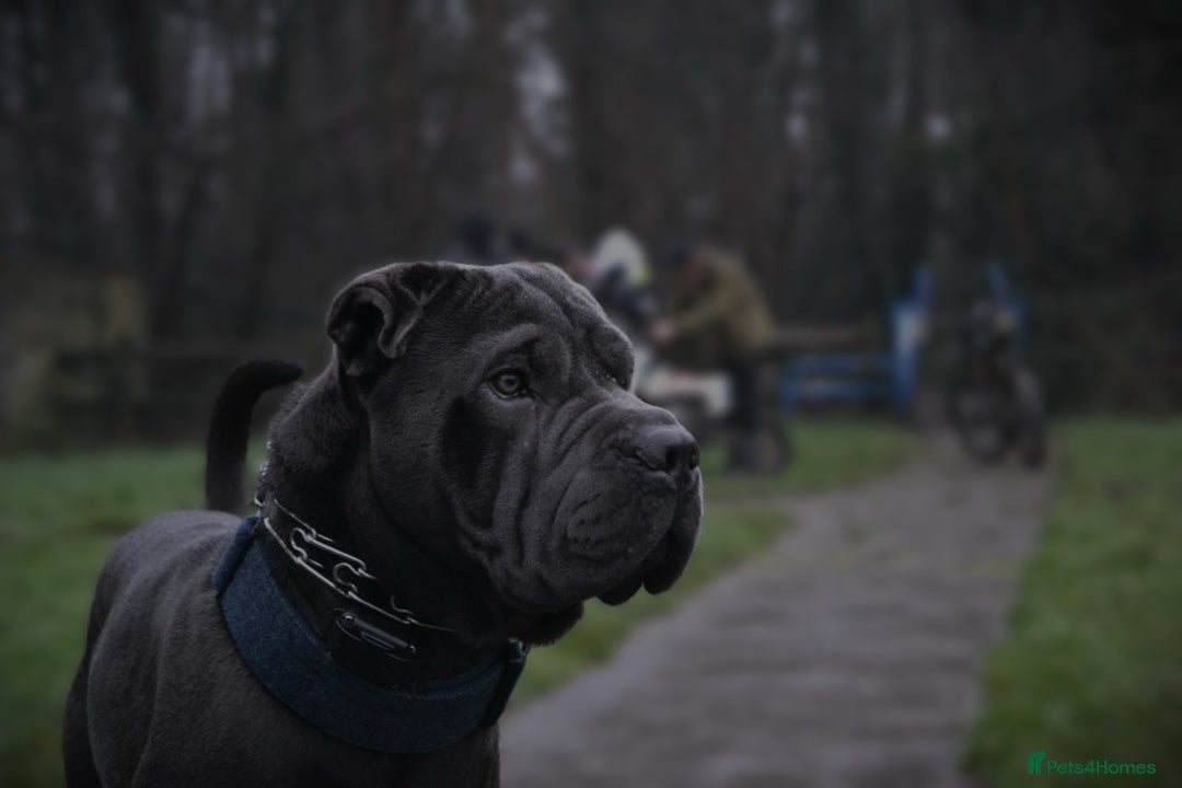 Shar Pei dogs for stud: Cane corso x shar pei - Image 4